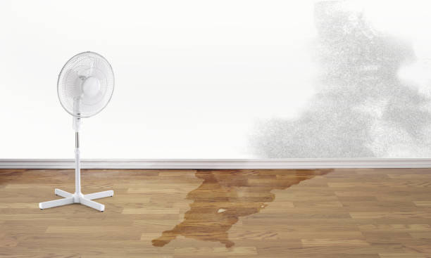 Best Local water damage restoration  in Primera, TX
